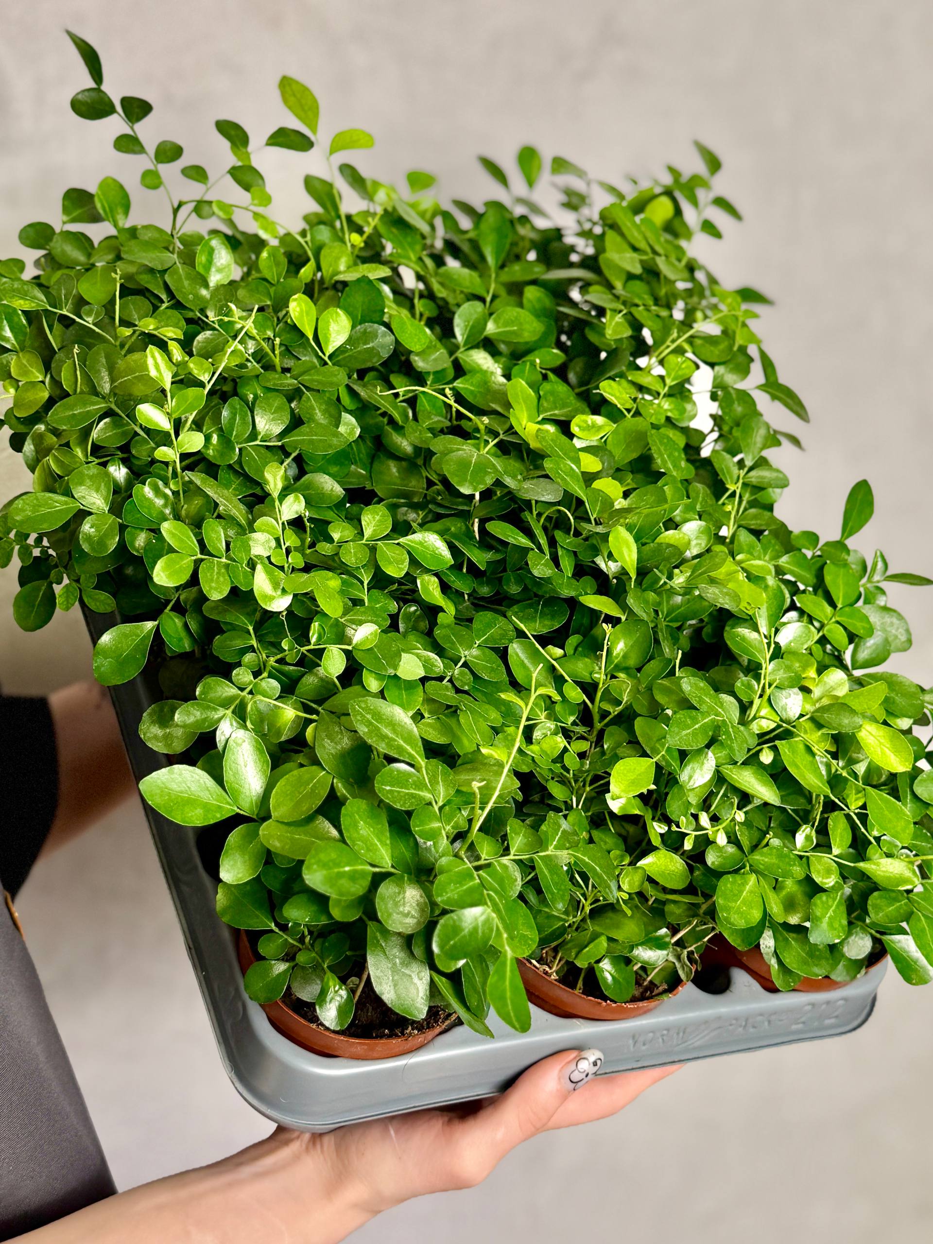 Мурайя (Муррайя) Метельчатая (Murraya Paniculata) D9см