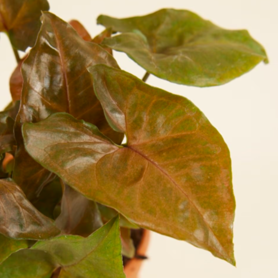 Сингониум Мария (Syngonium Maria) D6см