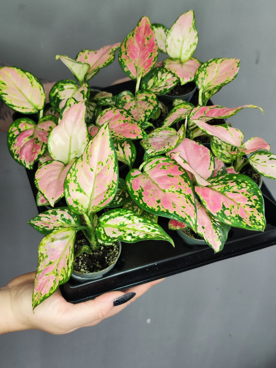 Аглаонема Красный Циркон (Aglaonema Red Zirkon) D6см