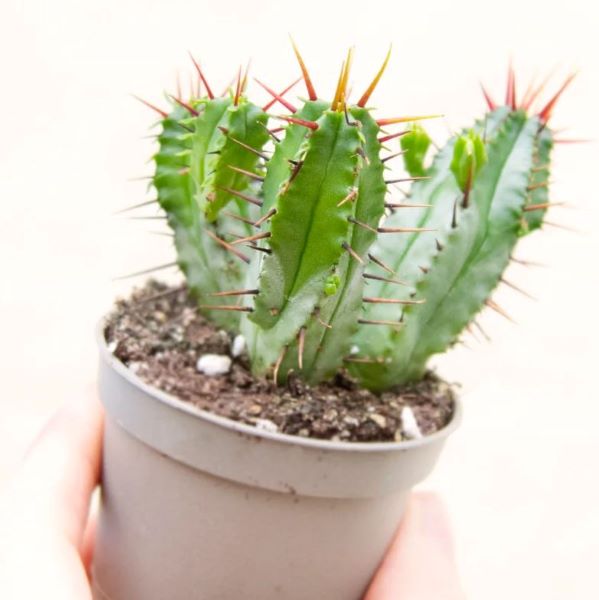 Молочай Энопла (Euphorbia Enopla) D5см