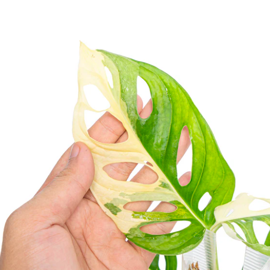 Монстера Адансона Вариегатная (Monstera Adansonii Variegata) D12см