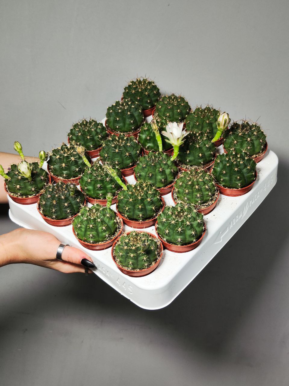 Кактус Гимнокалициум Дамси (Gymnocalycium Damsii) D5см
