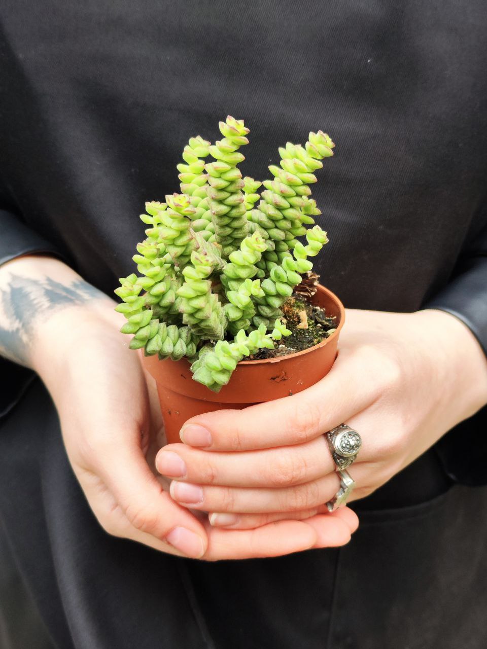 Крассула Хоттентот Минор (Crassula Hottentot Minor) D8,5см