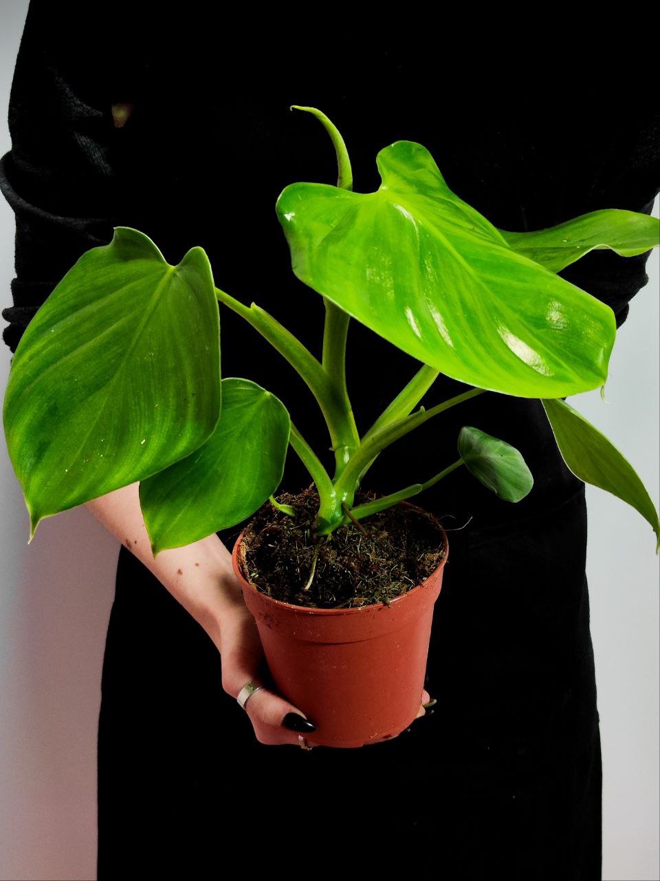 Филодендрон Питтьери (Philodendron Pittieri) D12см