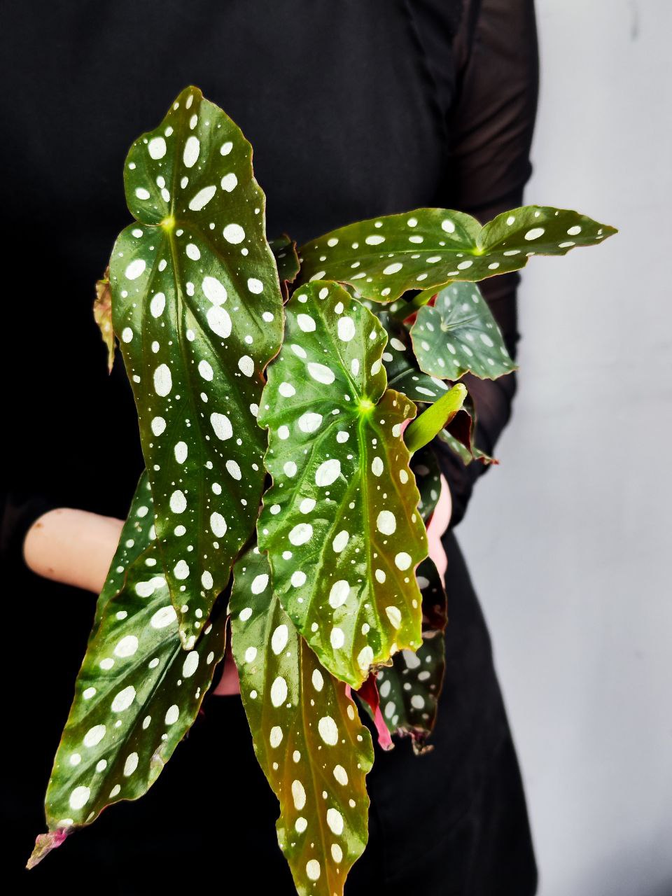 Бегония Пятнистая, или Бегония Макулата (Begonia Maculata) D12см
