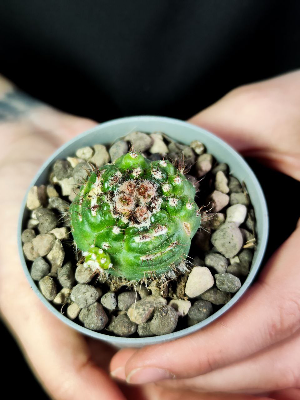 Нотокактус Юбельмана Монструозо (Notocactus Uebelmannianus Mostruoso) D6,5см