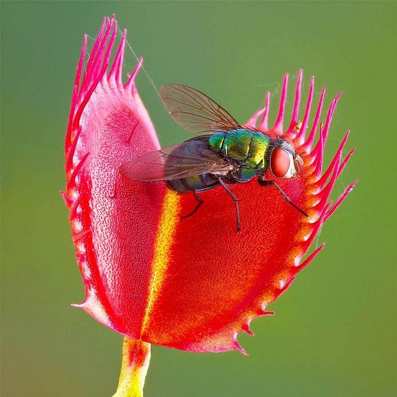 Семена Венериной Мухоловки Типичная Форма (Dionaea Muscipula), 15 шт