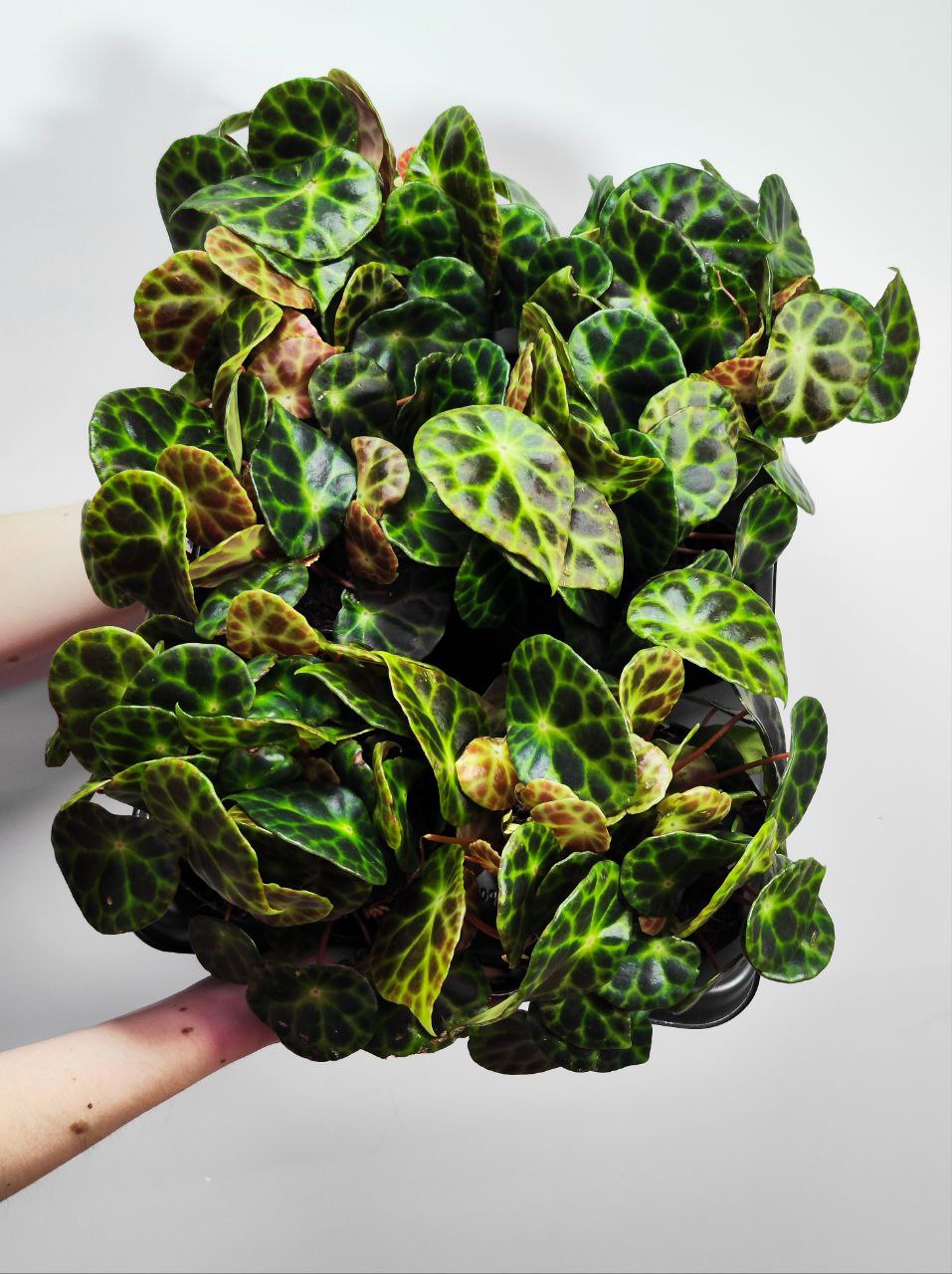 Бегония Кингиана (Begonia Kingiana) D12см