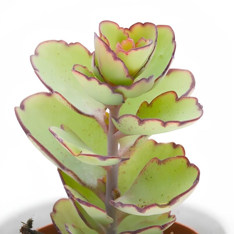 Каланхоэ Лаксифлора (Kalanchoe Laxiflora) D5см