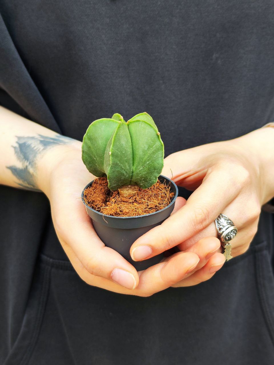 Астрофитум Мириостигма Нудум (Astrophytum Myriostigma var Nudum) D5см