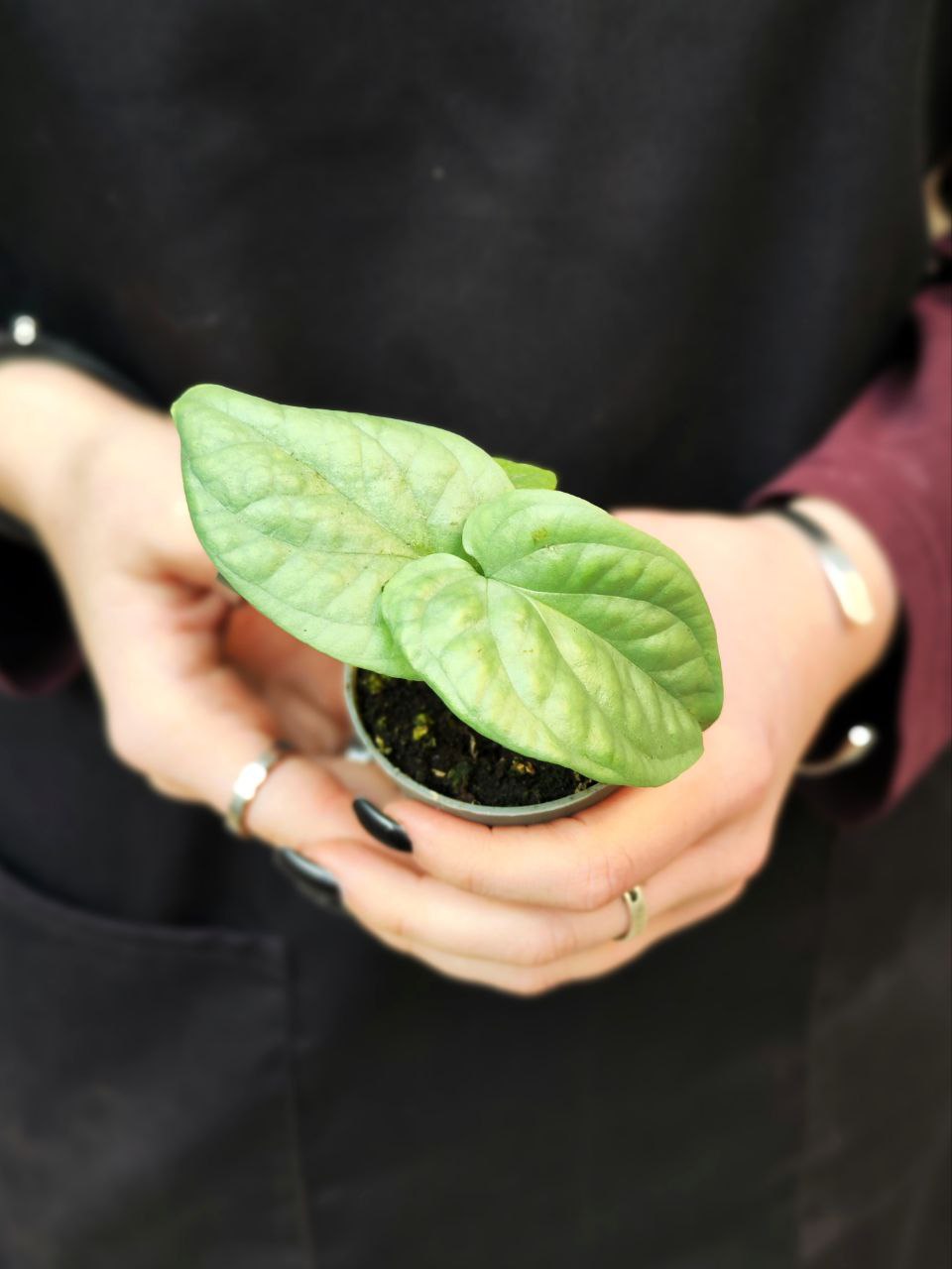 Монстера Амидриум Медиум Сильвер (Monstera Amydrium Medium Silver) D6см