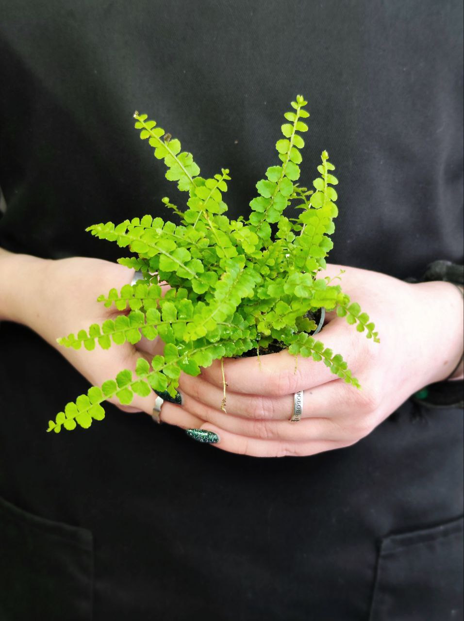 Нефролепис Даффи (Nephrolepis Exaltata Duffy) D6см