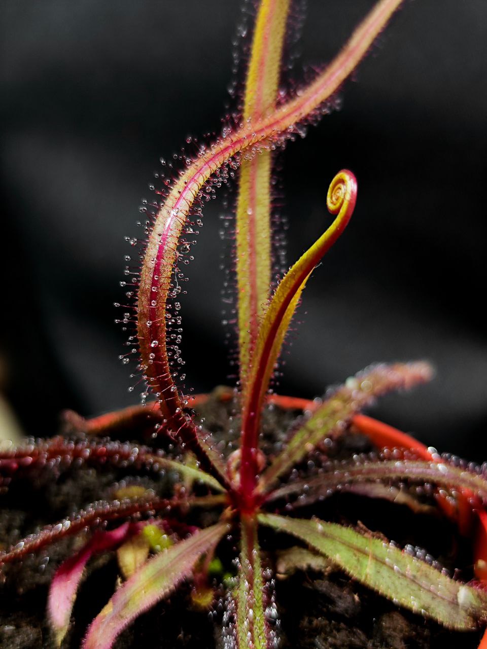 Росянка Адель (Drosera Adelae) D9см