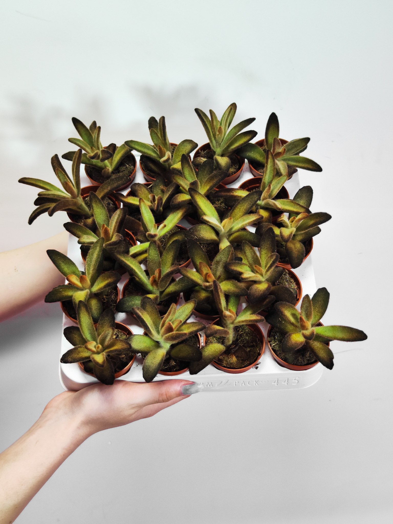Каланхоэ Голден Гёрл (Kalanchoe Golden Girl) D5см