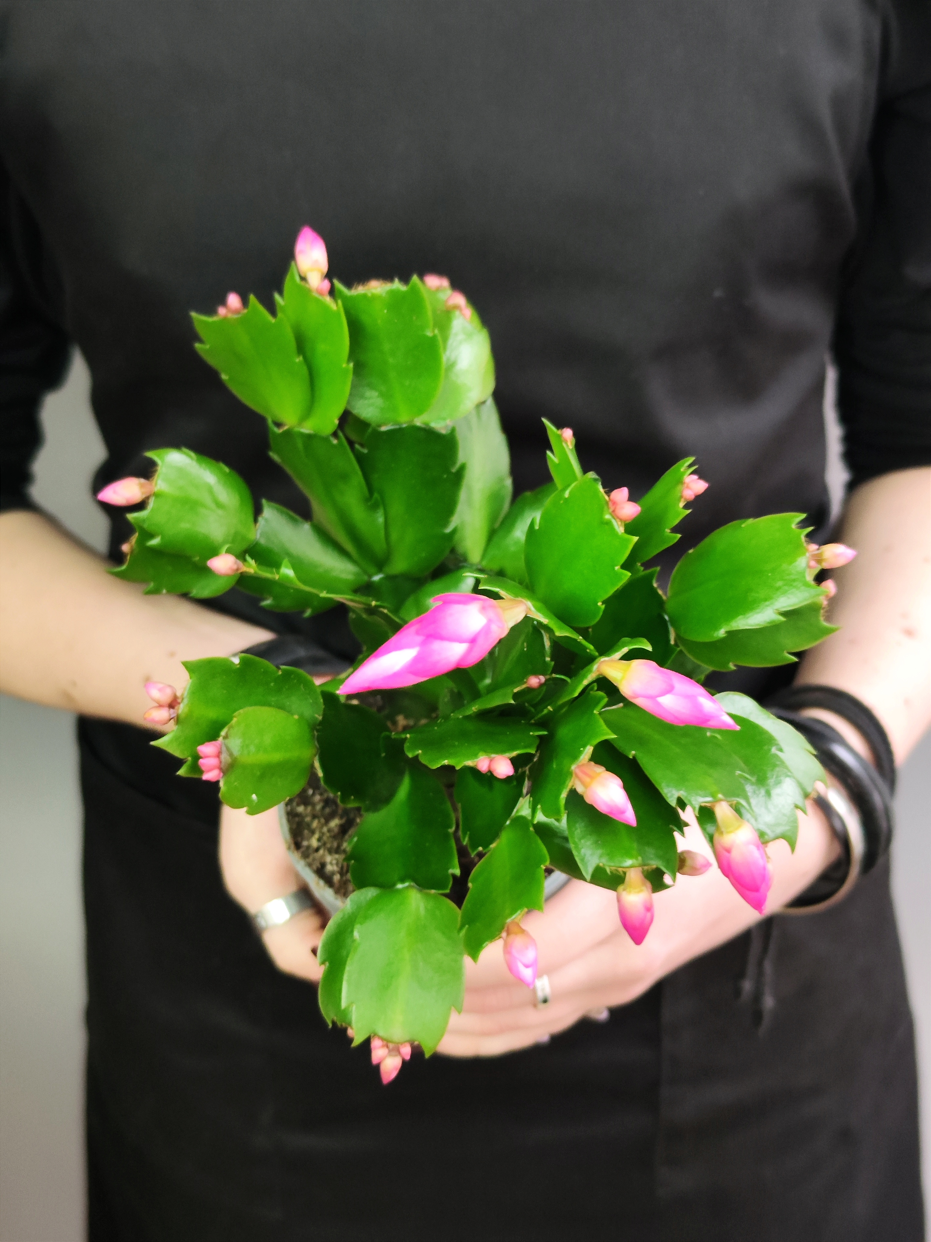 Декабрист Розовый, или Шлюмбергера (Schlumbergera Tendenza Rosa) D9см