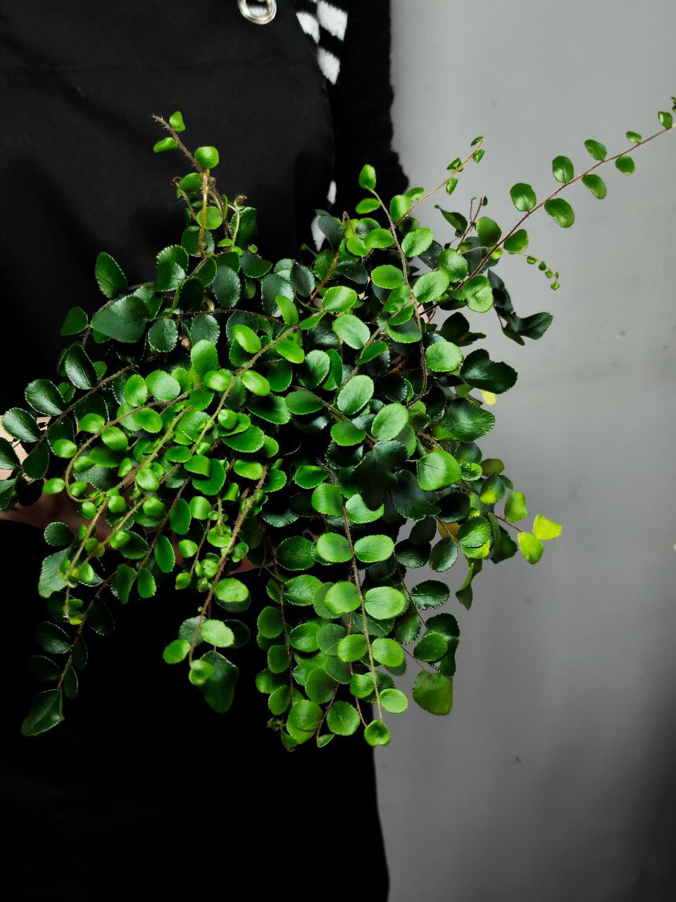 Пеллея Ротундифолия (Pellaea Rotundifolia) D9см