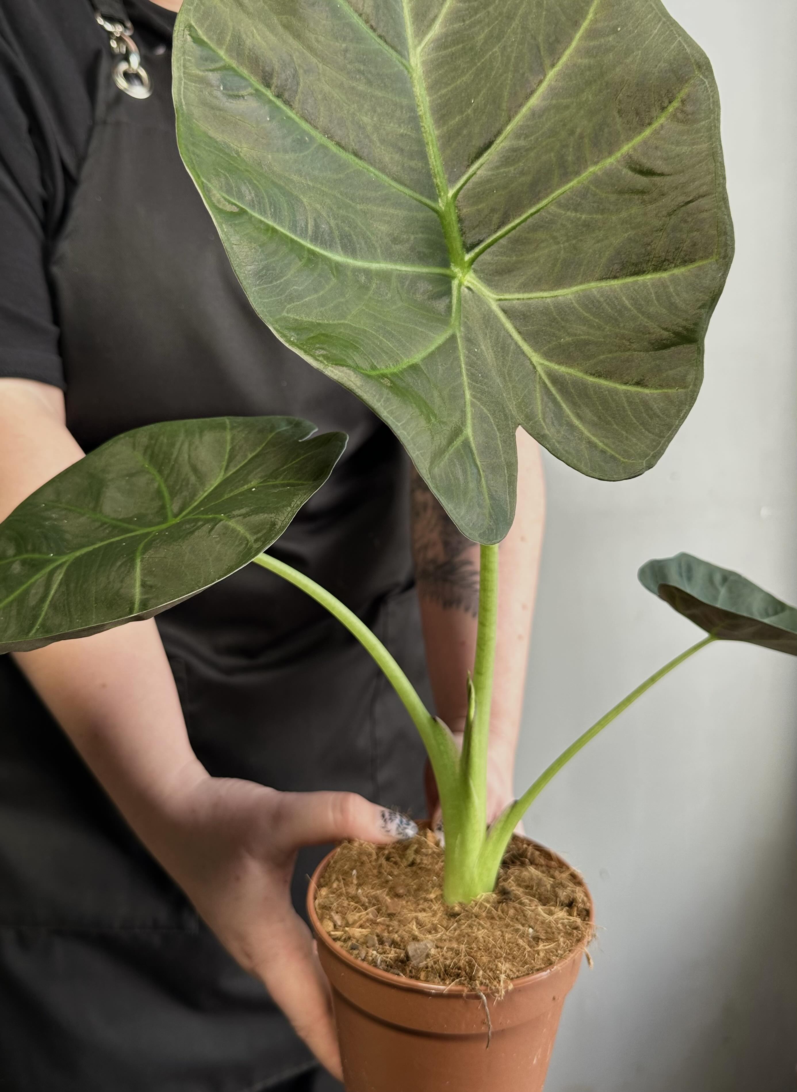 Алоказия Регал Шилдс (Alocasia ‘Regal Shields) D12см