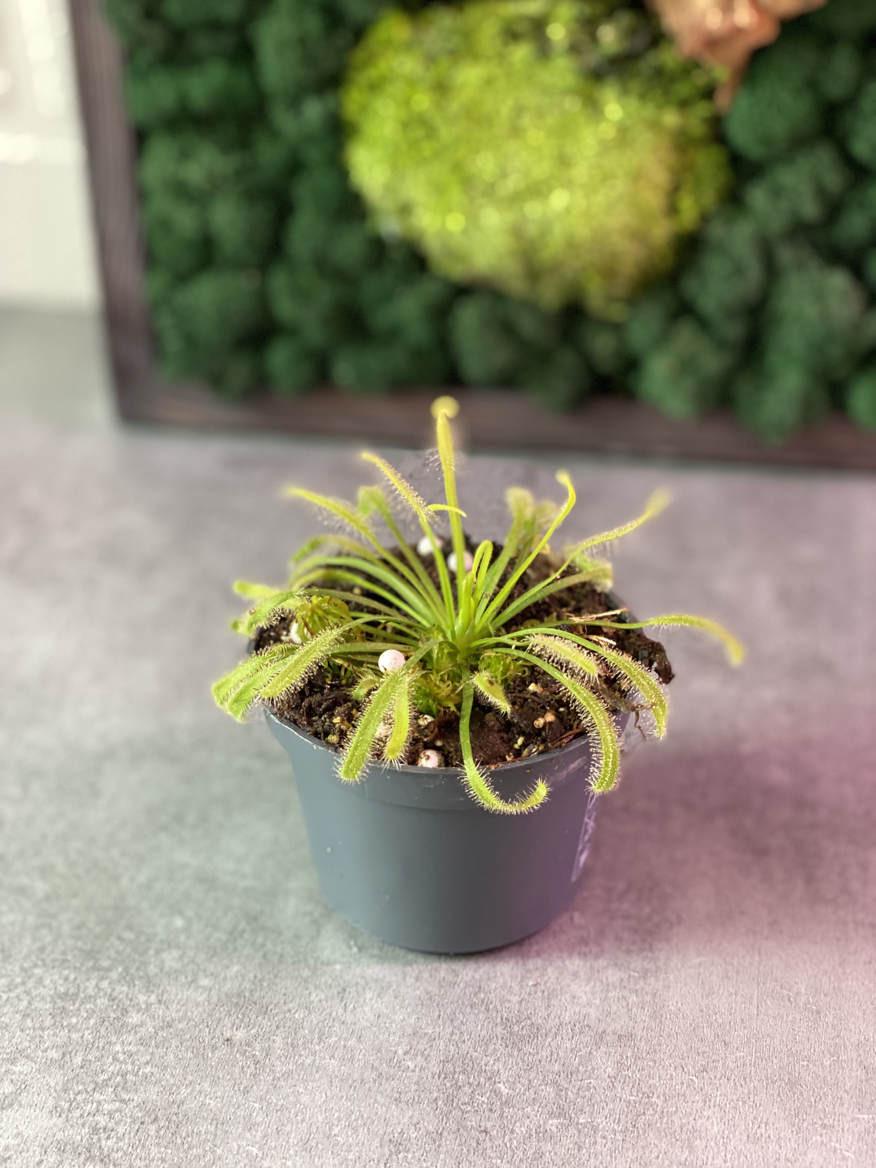 Росянка Альба (Drosera Alba) росток D5см