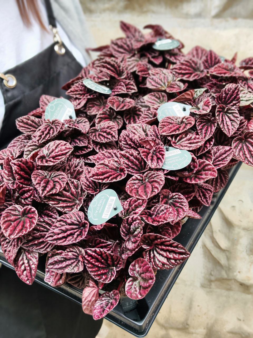 Пеперомия Каперата Ред Луна (Peperomia Caperata Red Luna) D11см