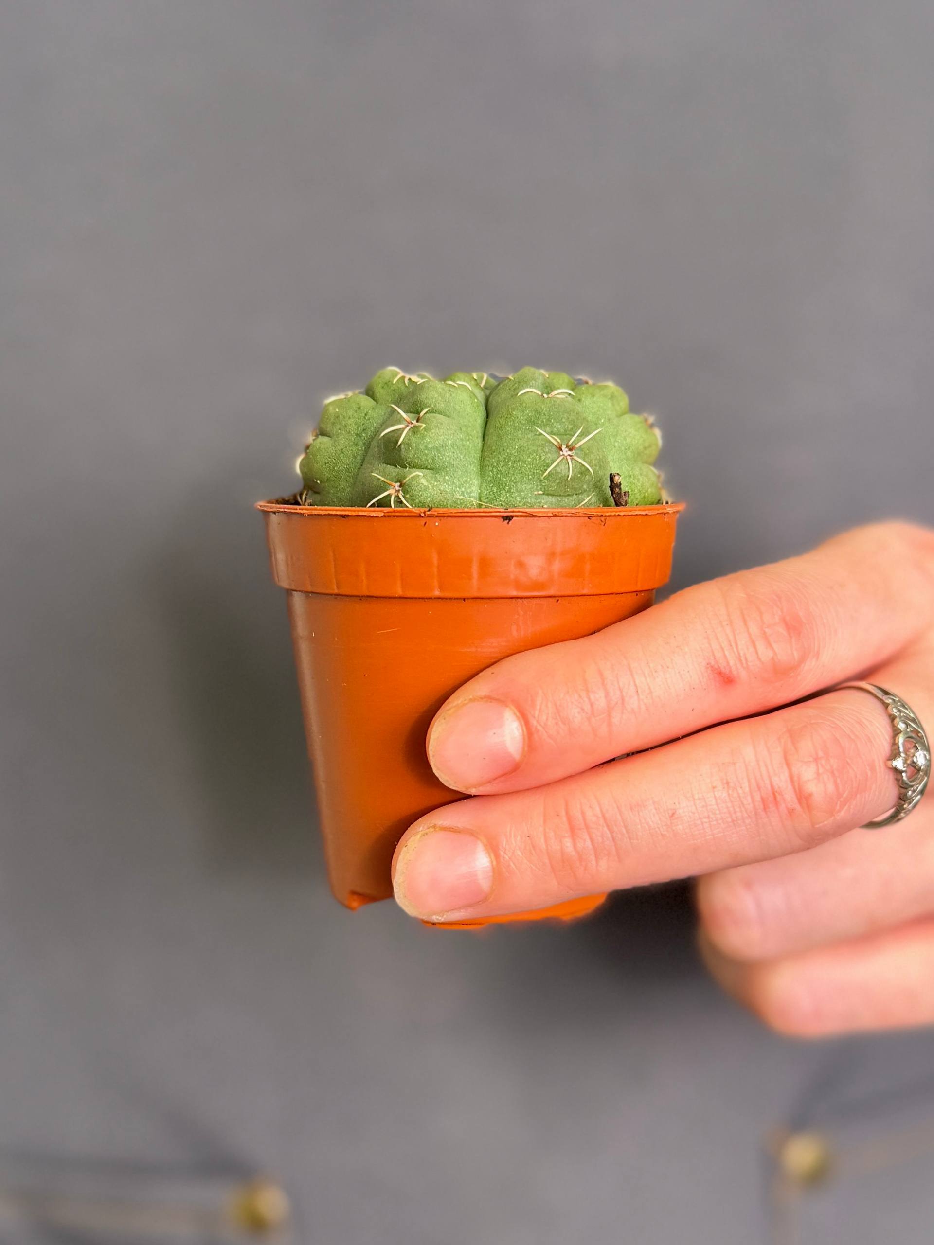 Кактус Гимнокалициум Саглионис (Gymnocalycium Saglionis) D5см