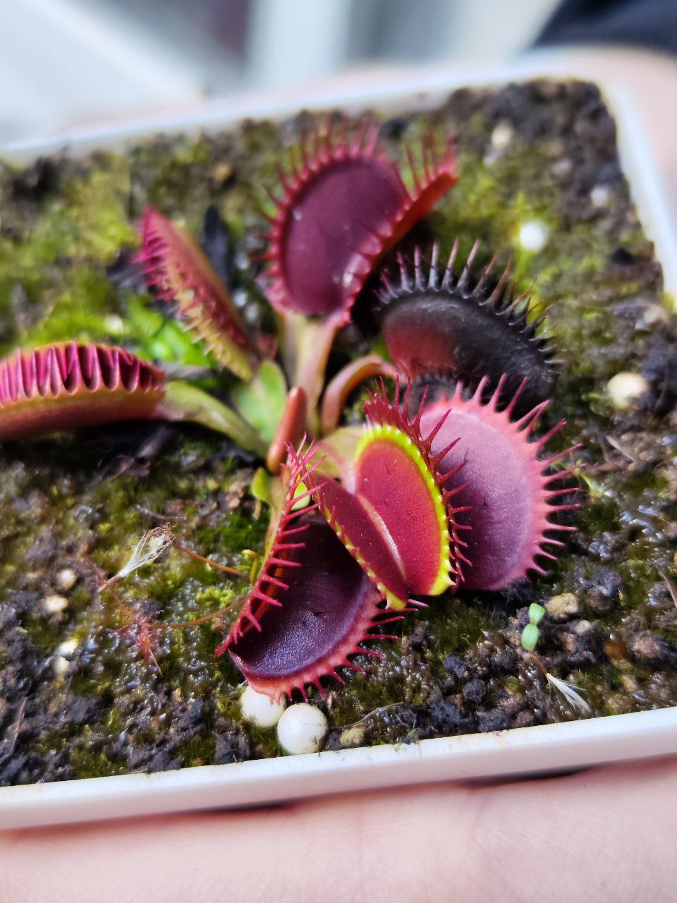 Венерина Мухоловка, Дионея Большая Пасть (Dionaea Muscipula Giant Big Mouth) D9см