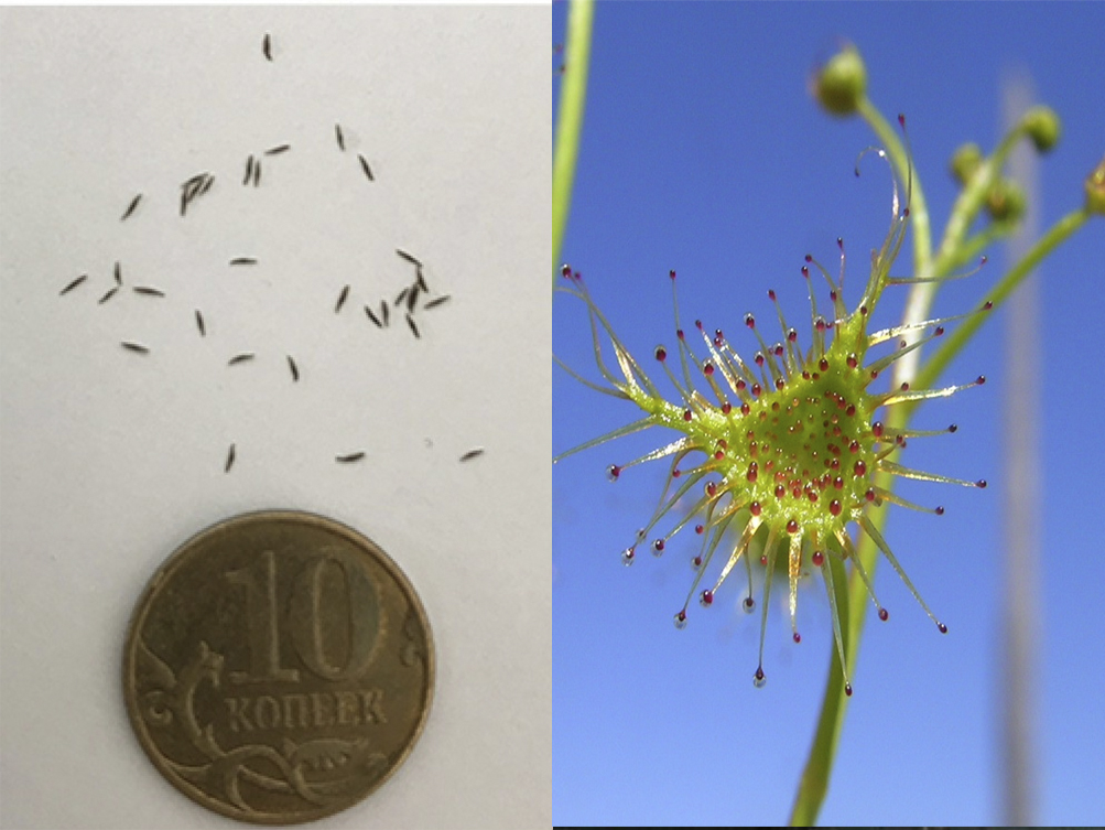 Семена Росянки Ушковидная (Drosera Auriculata), 15шт