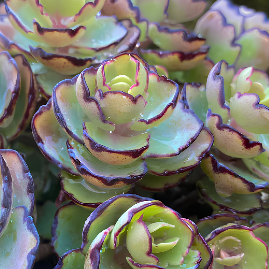 Каланхоэ Лаксифлора (Kalanchoe Laxiflora) D5см