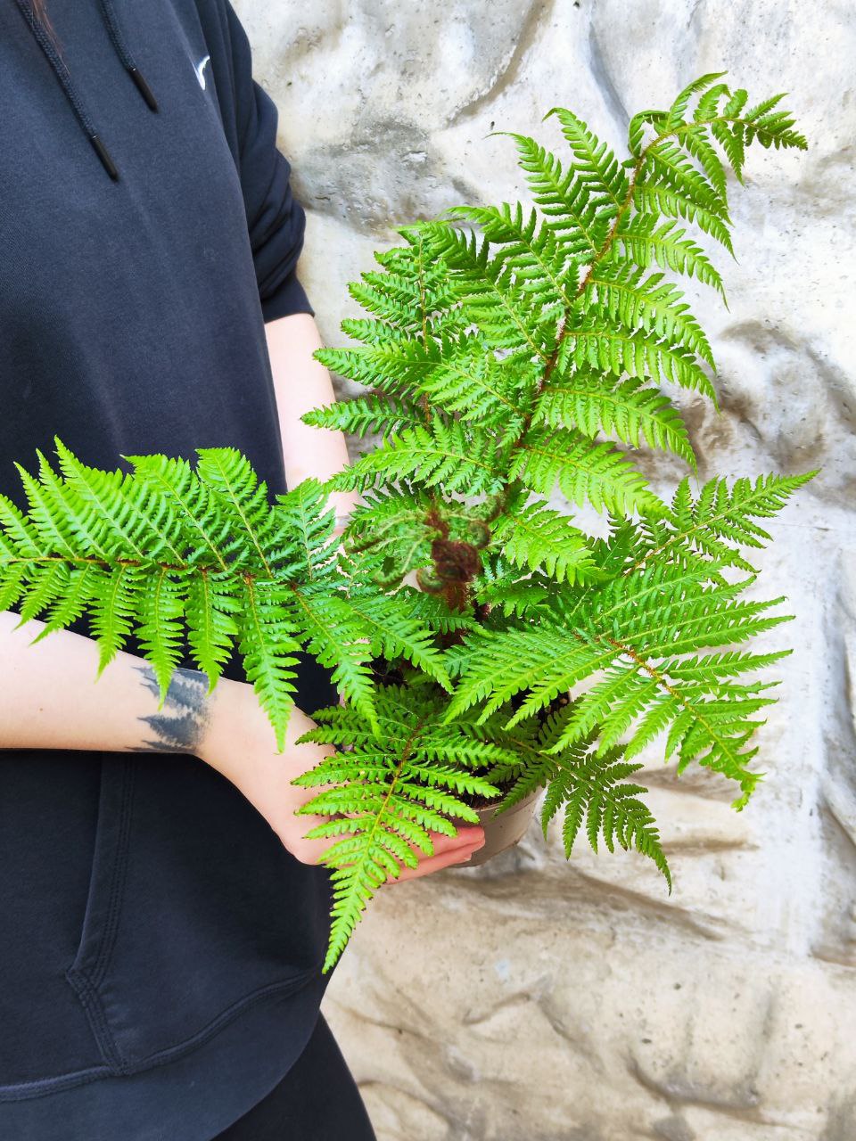 Древовидный Папоротник, или Циатея Австралис (Cyathea Australis) D12см