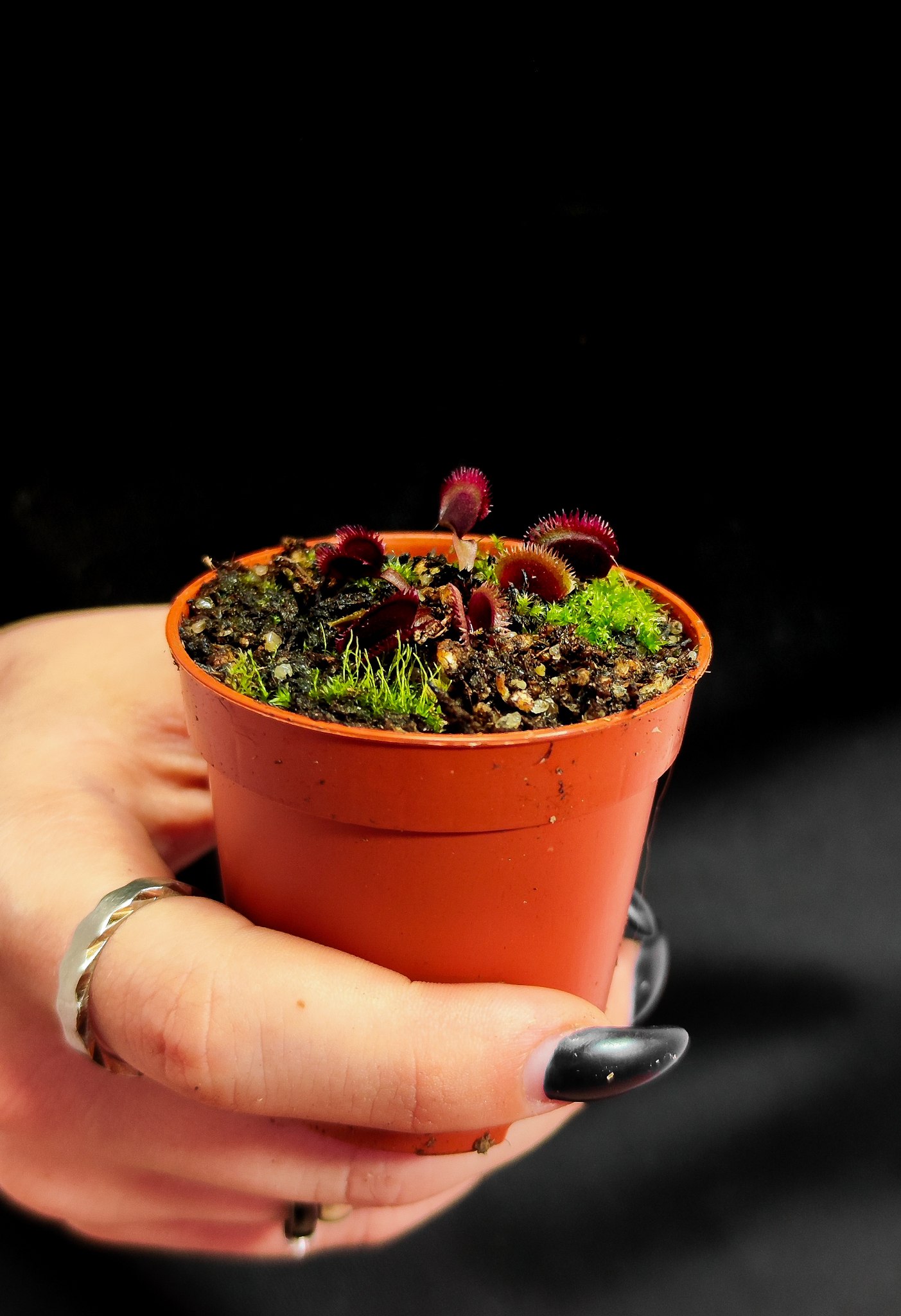 Венерина Мухоловка "Красная Пилообразная" (Dionaea Muscipula "Red Sawtooth") D5см