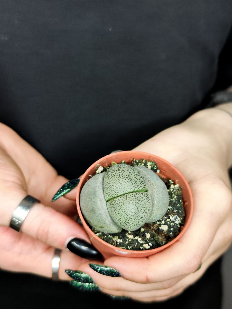 Плейоспилос Нелли Одиночный (Pleiospilos Nelii) D5см