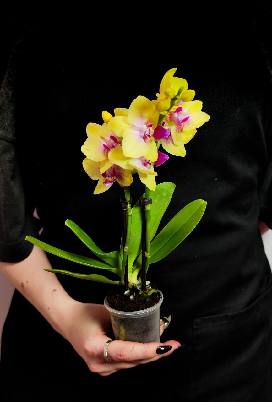 Фаленопсис Мультифлора Спанки (Phalaenopsis Multiflora Orchid Spunky) D6см