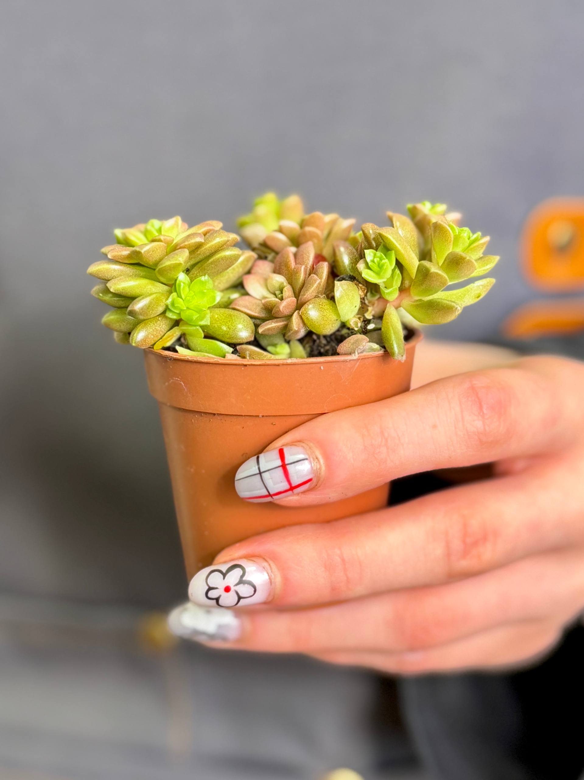 Граптоседум Литтл Джимми (Graptosedum Little Gimmie) D5см