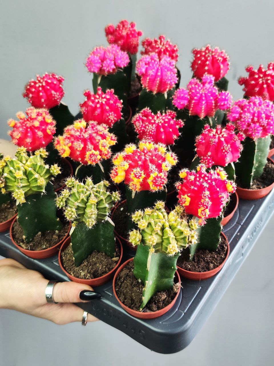 Кактус Гимнокалициум Михановича Зеленый (Gymnocalycium Mihanovichii Green) D5см