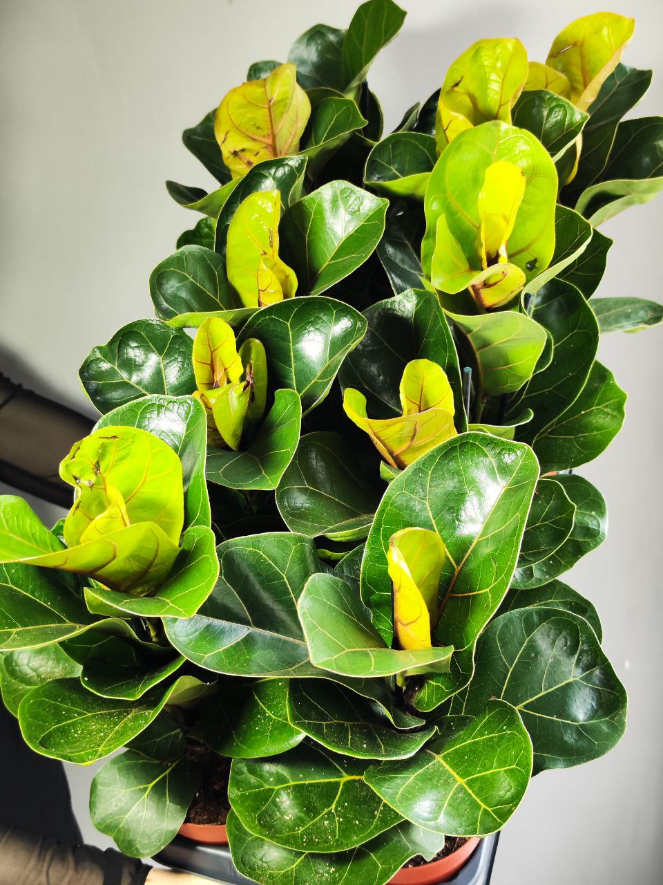 Фикус Лирата Бамбино (Ficus Lyrata Bambino) D12см