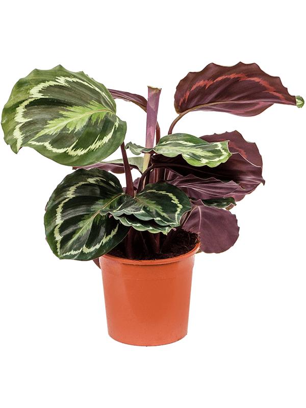 Калатея Медальон (Calathea Roseopicta Medallion) D12см