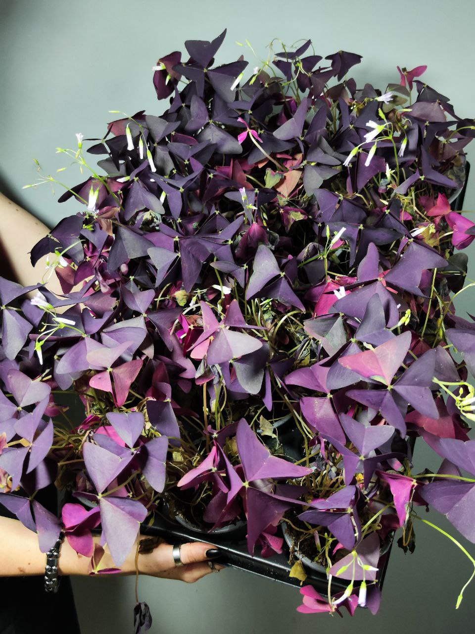 Кислица Треугольная Майк (Oxalis Triangularis Mijke) D10см