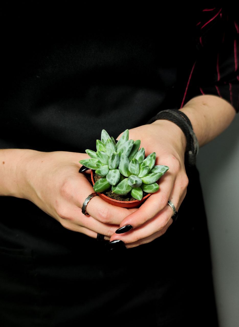 Пахифитум Компактный Груп (Pachyphytum Compactum Group) D5см