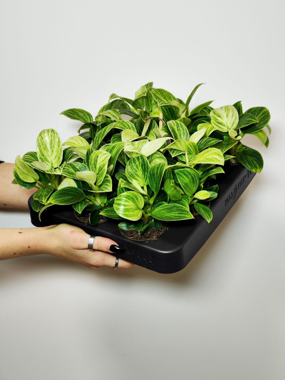 Филодендрон Перидот, или Биркин Вариегатный (Philodendron Peridot) D6см