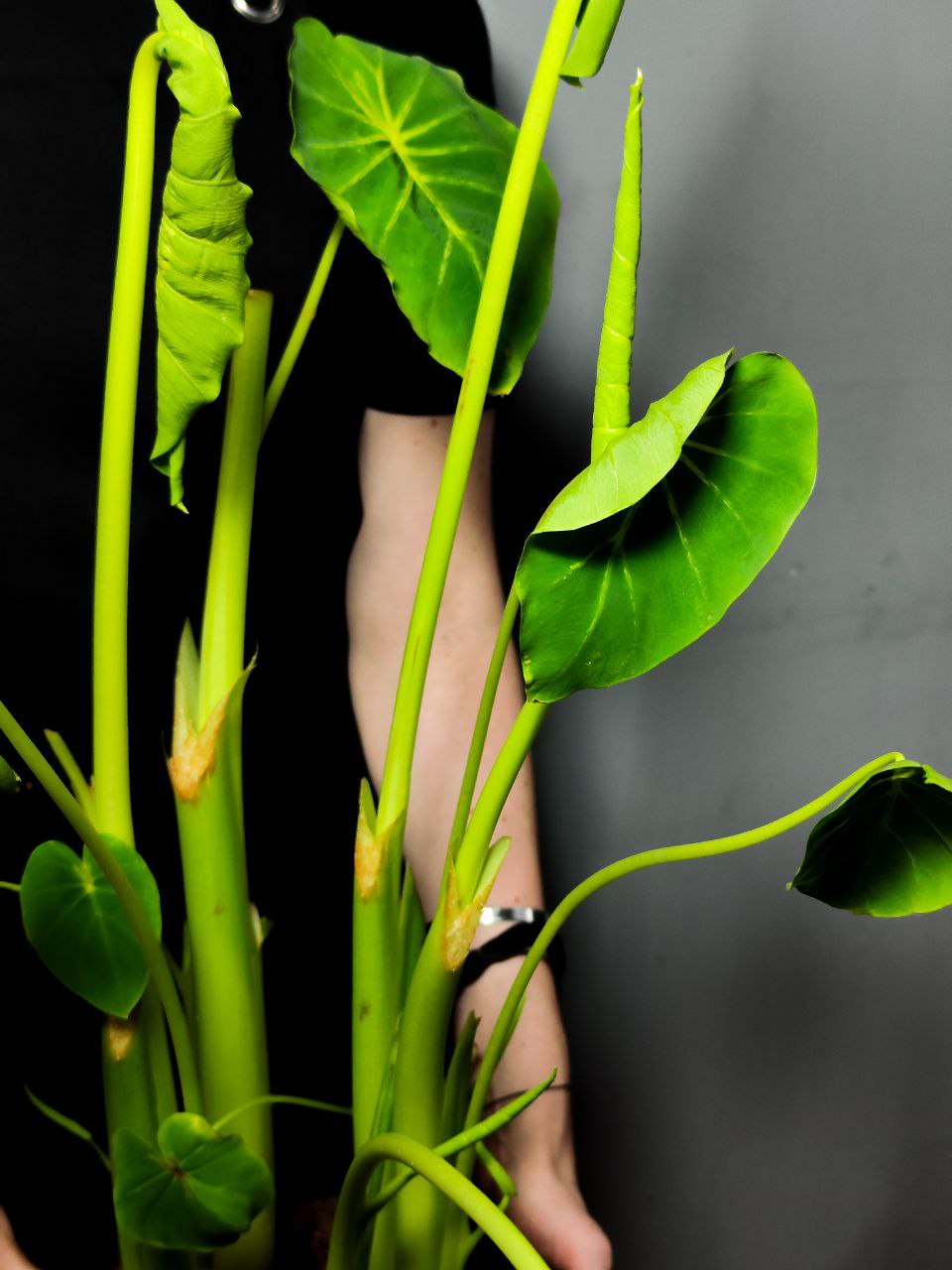 Колоказия Маска Фараона Красная (Colocasia Flocolegy) D21см (КЛУБНИ)