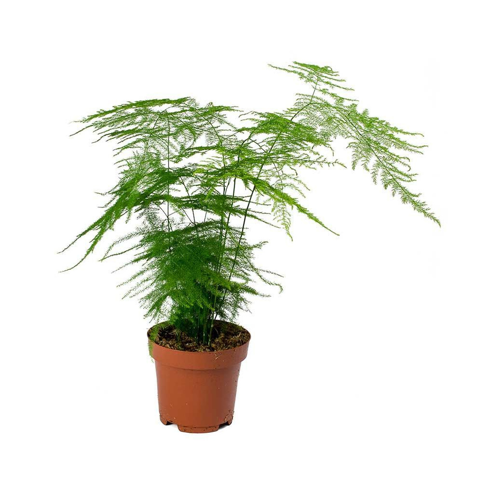 Аспарагус Плюмозус (Asparagus Plumosus) D6см