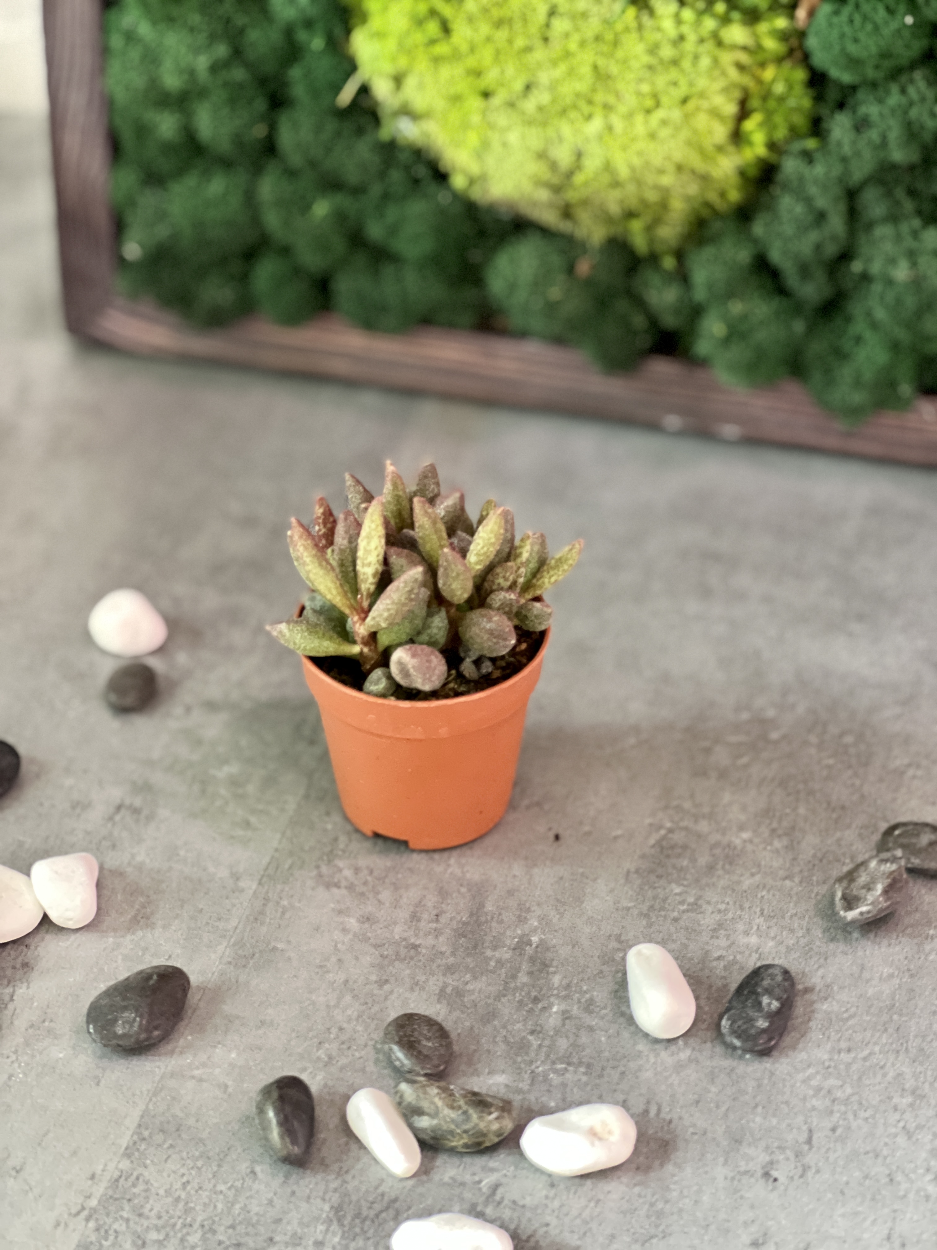 Адромискус Мариане Антидоркатум (Adromischus Marianae Antidorcatum) D5см