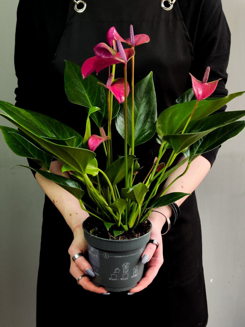 Антуриум Карма Пурпл (Anthurium Karma Purple) D12см