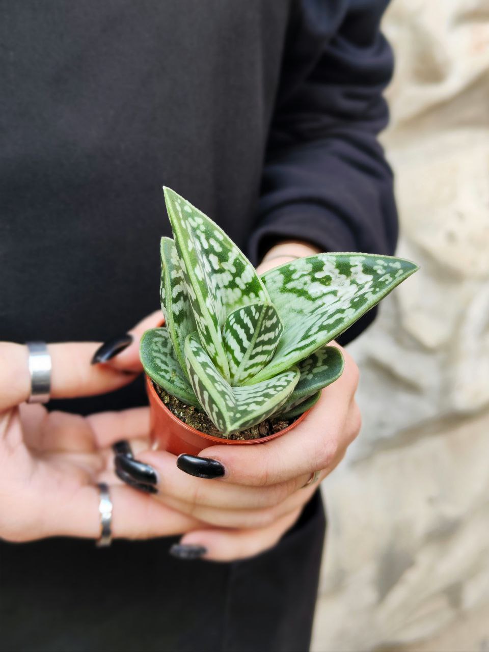Алоэ Пестрое, или Тигровое (Aloe Variegata) D5см