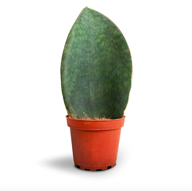 Сансевиерия Масониана Виктория (Sansevieria Masoniana  Victoria) D8,5см