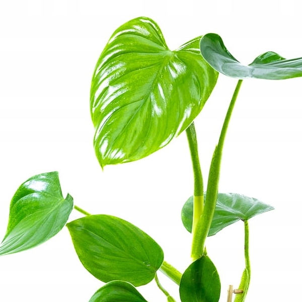 Филодендрон Питтьери (Philodendron Pittieri) D6см