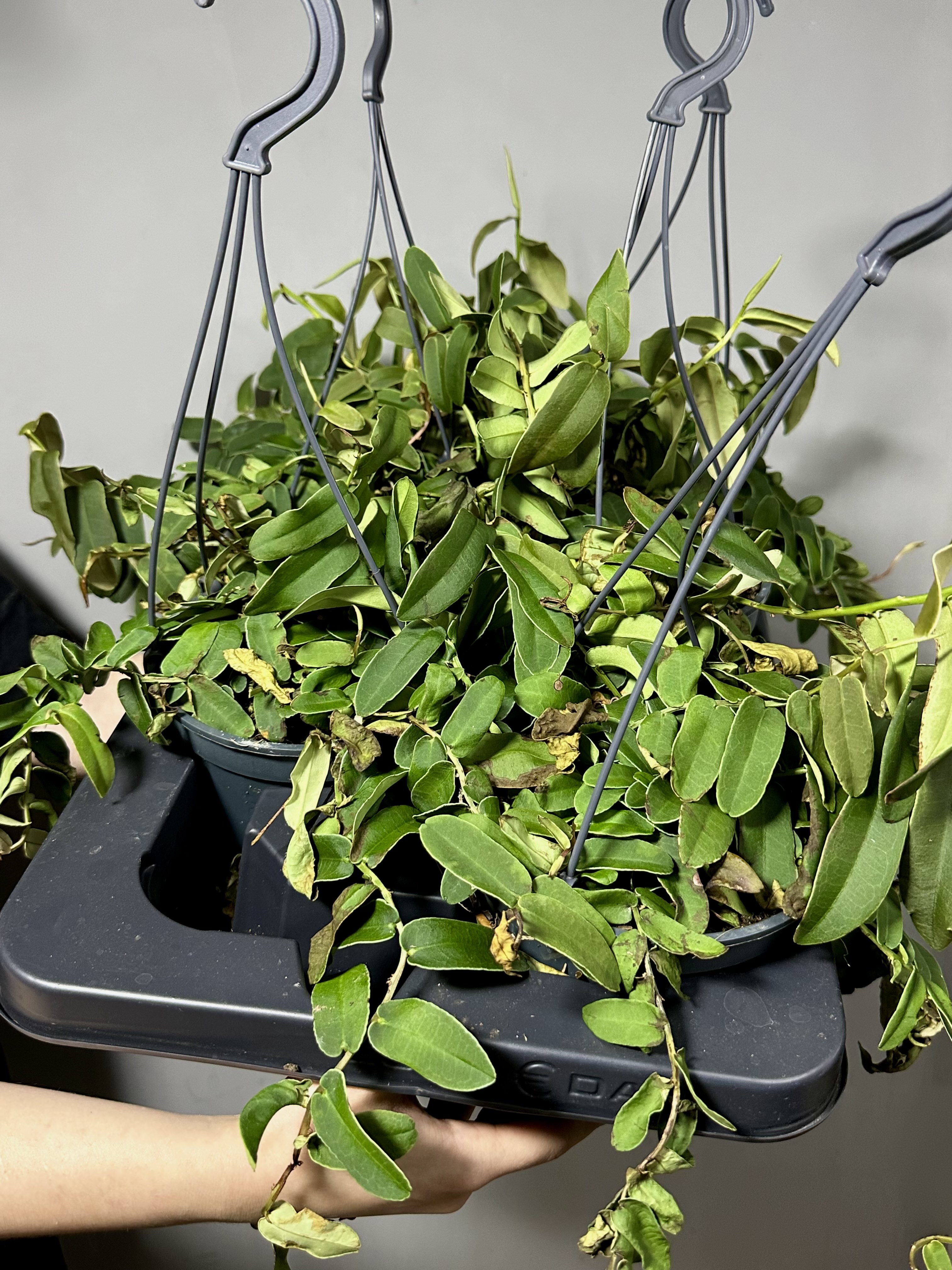 Маркгравия Умбеллата Грин (Marcgravia Umbellata Green) D15см