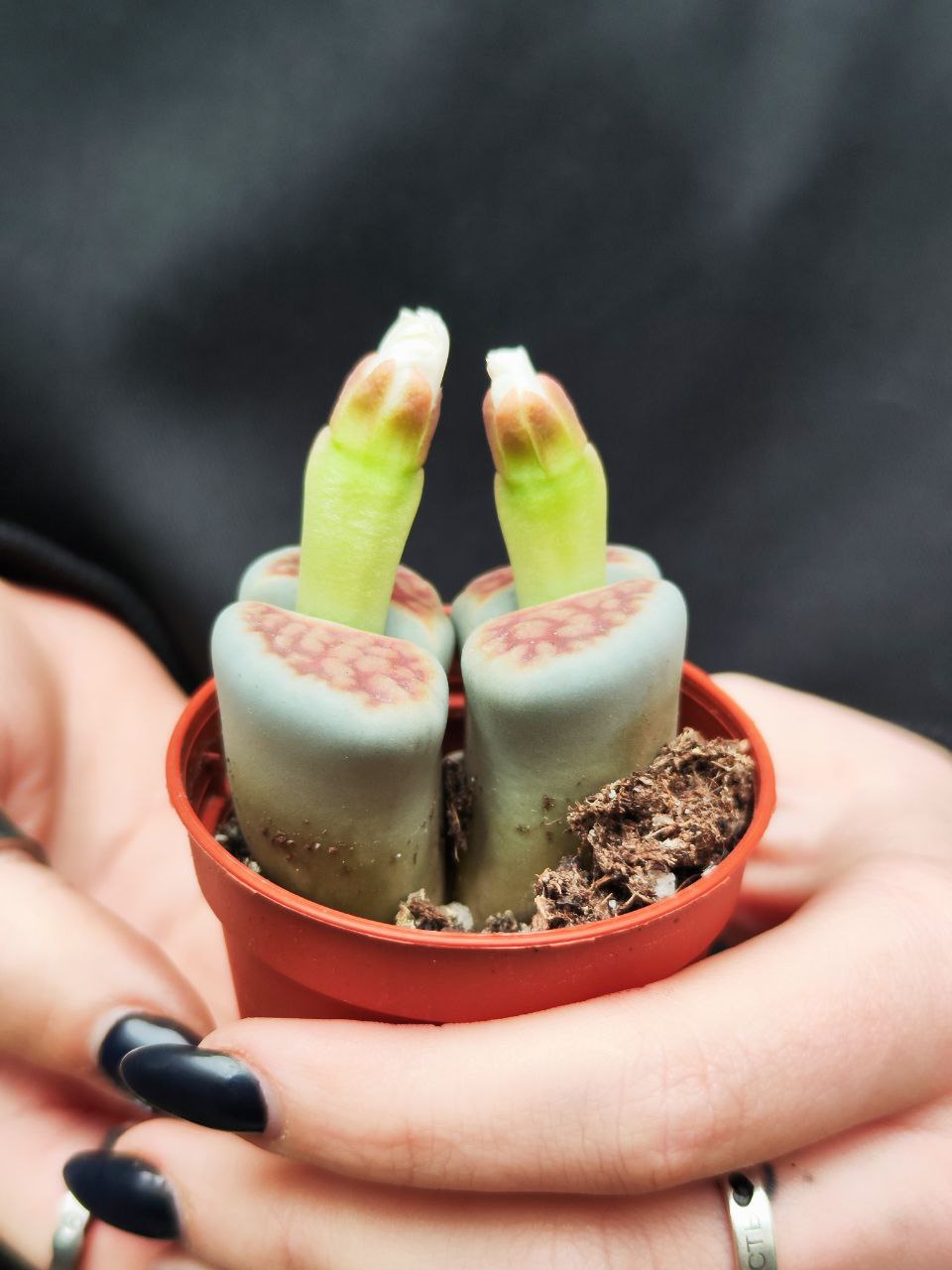 Литопсы Парочка (Lithops Duo) D5см