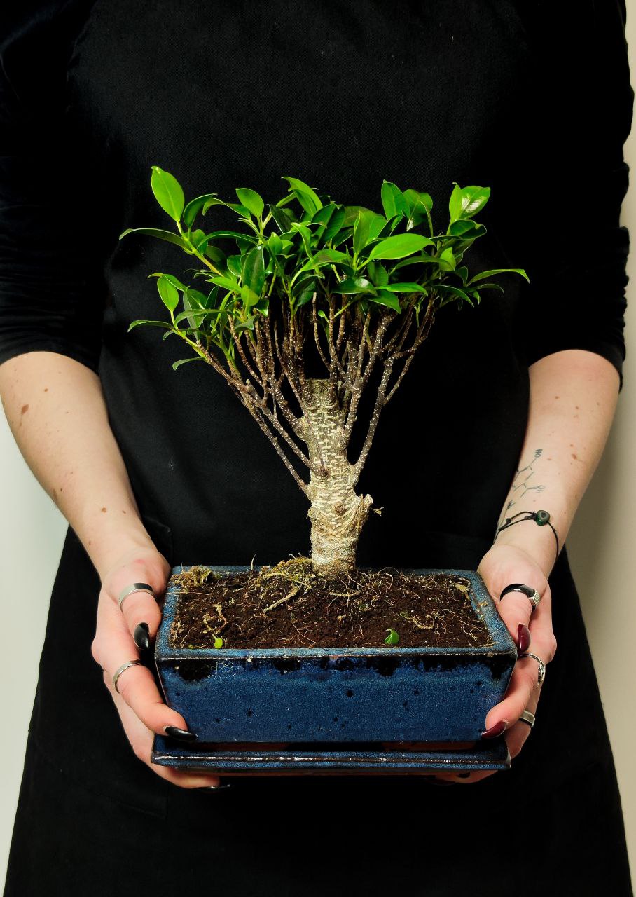 Бонсай Прямой Фикус (Ficus Microcarpa) в керамическом кашпо