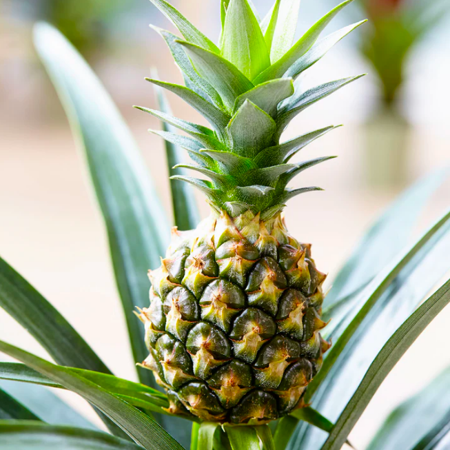 Ананас Корона (Ananas Corona) D12см