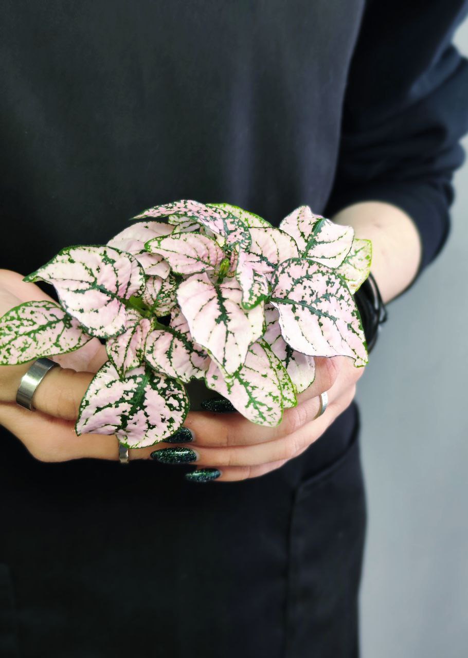 Гипоэстес Листоколосковый Пинк (Hypoestes Phyllostachya Pink) D6см